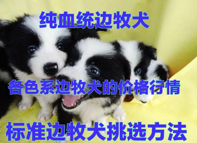 邊境牧羊犬售價_邊境牧羊犬市場價_邊境牧羊犬價格知乎