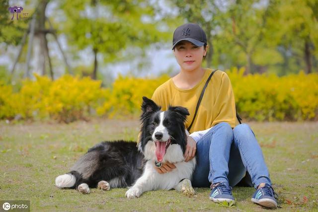 邊境牧羊犬論壇_邊境牧羊犬百度百科_邊境牧羊犬官網(wǎng)