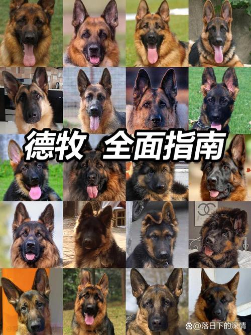 正宗德國牧羊犬幼犬多少錢_牧羊犬幼犬德國純種_德國牧羊犬幼犬