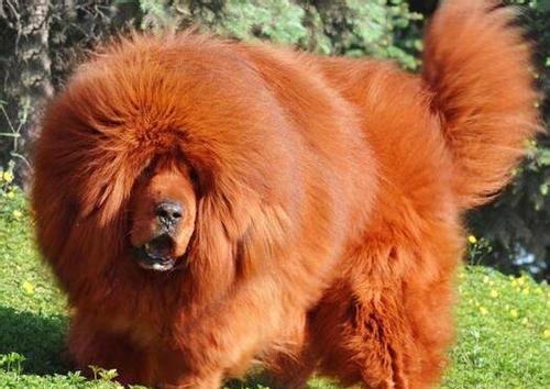 藏獒多少錢_藏獒_藏獒和狼誰厲害