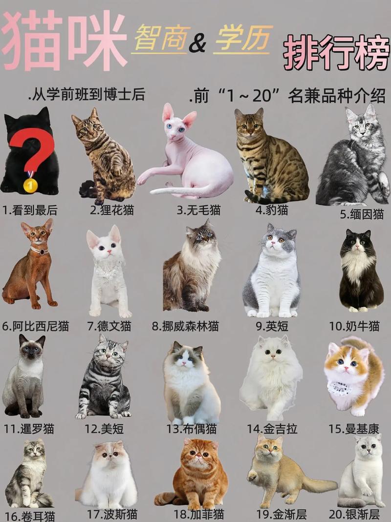 寵物貓排名前十名的品種_最聰明的寵物貓排名_寵物貓排名
