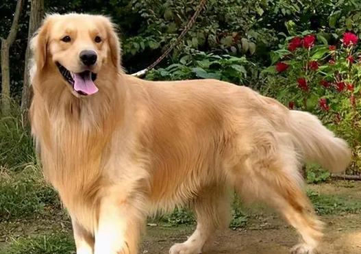 廣州金毛幼犬_廣州金毛犬_廣州金毛吧