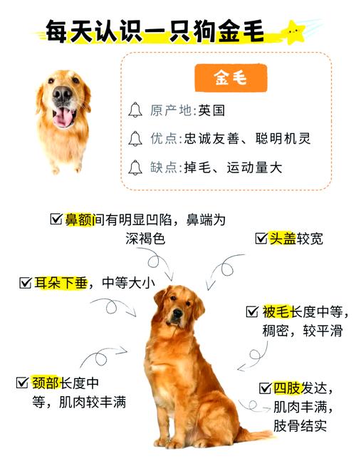 金毛尋回犬飼養(yǎng)方法_金毛尋回犬百度百科_金毛尋回犬的