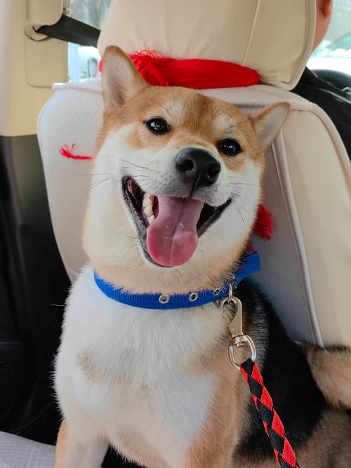 柴犬和秋田犬的區(qū)別_柴犬圖片_柴犬