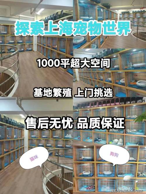 上海專賣寵物狗店有哪些_上海哪有寵物狗市場(chǎng)_上海寵物狗專賣店