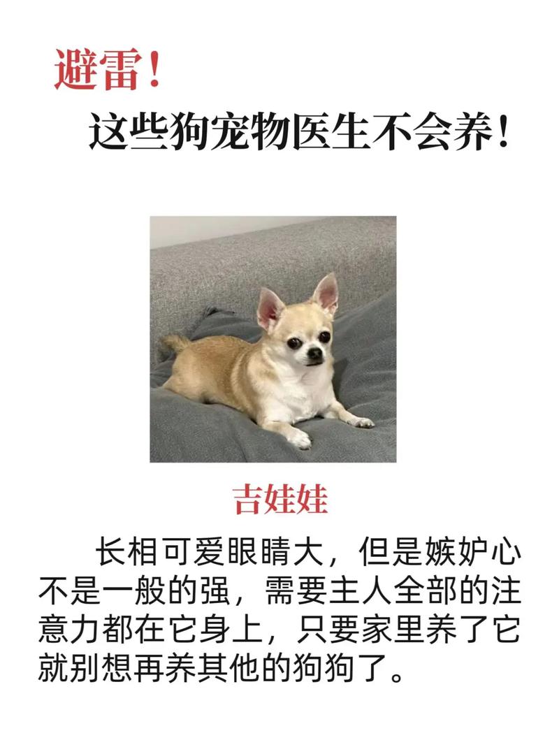 娃娃的名字是什么_吉娃娃名字的由來_吉祥娃娃的名字