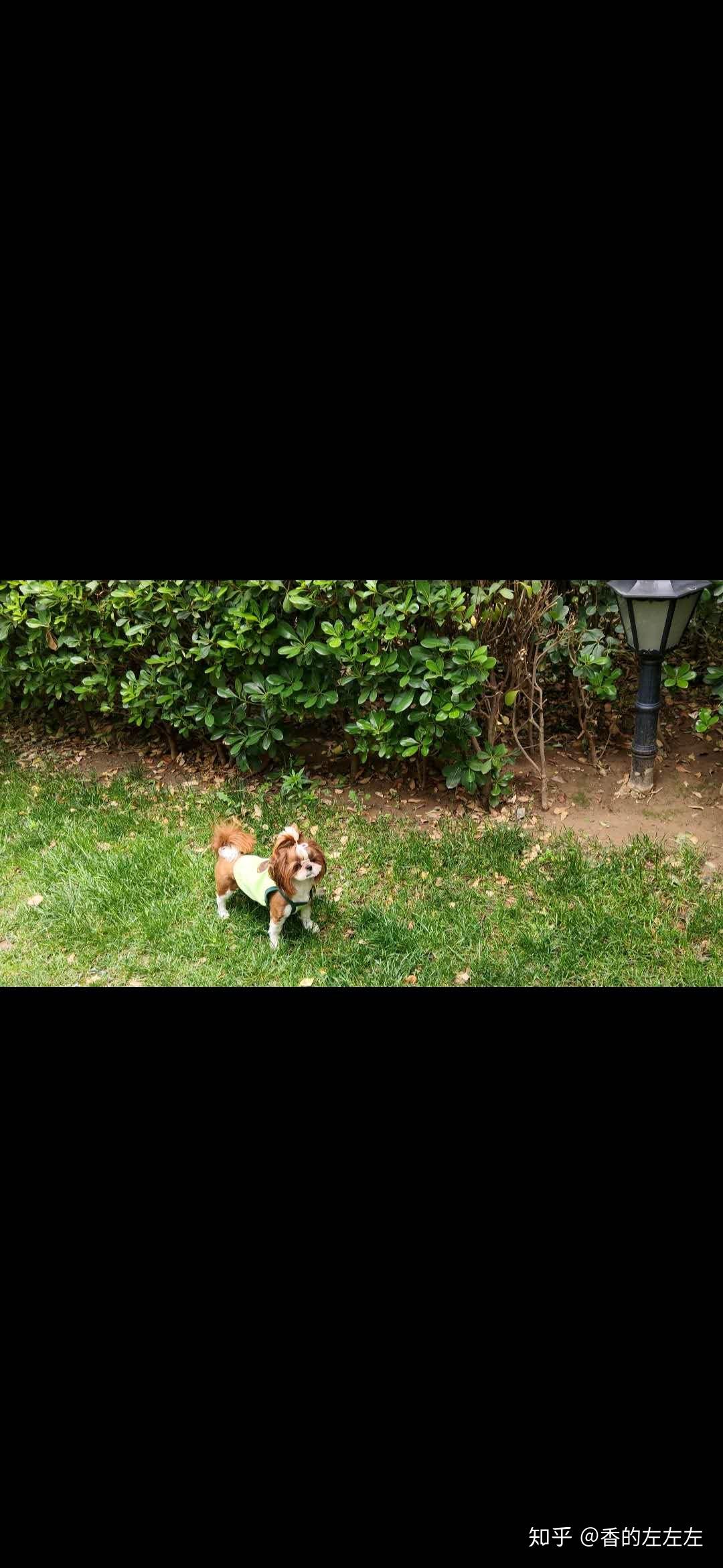 西施犬的優(yōu)缺點(diǎn)有哪些_西施犬_西施犬價(jià)格