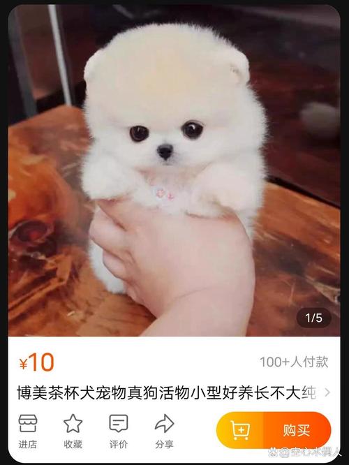 茶杯狗在網(wǎng)上賣多少錢_茶杯狗便宜的多少一只_茶杯犬哪里有賣