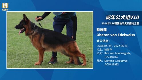 犬中之王德國(guó)牧羊犬_德國(guó)牧羊犬論壇_德國(guó)牧羊犬論壇app