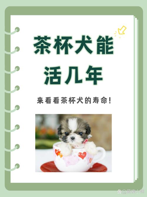 茶杯犬要_茶杯狗需要哪些用品_茶杯狗狗怎么養(yǎng)