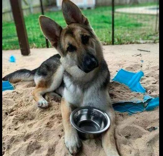 德牧幼犬_狗糧幼犬德牧_幼犬德牧圖片