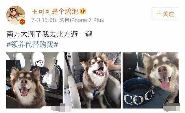 狗界贏家 王思聰給王可可買愛馬仕狗鏈 孫茜為愛犬辦葬禮