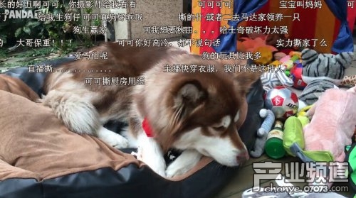 狗不栓狗鏈報(bào)警_買狗鏈_狗鏈狗男奴視頻