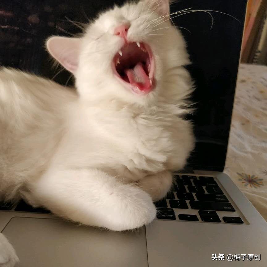 養(yǎng)貓和養(yǎng)狗有什么不同？同時養(yǎng)貓狗是什么感受？