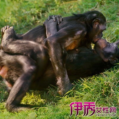狗和人雜交_雜交過的狗生不出純種狗_狗人雜交