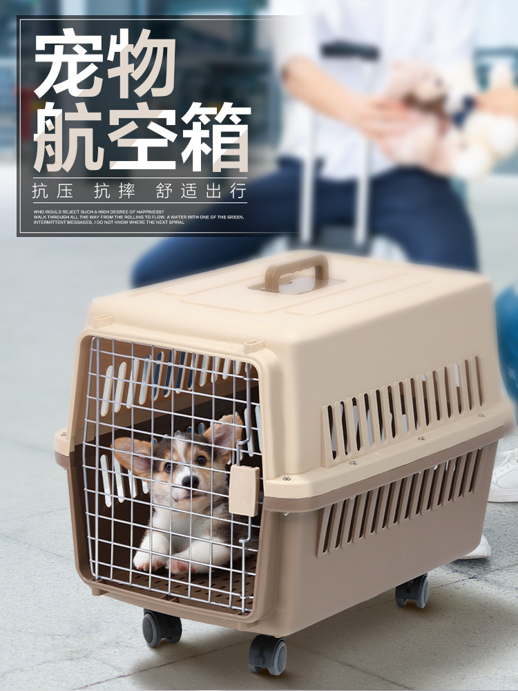 飛機(jī)托運(yùn)貓咪多少錢_飛機(jī)托運(yùn)貓咪安全嗎_飛機(jī)貓咪托運(yùn)多少錢