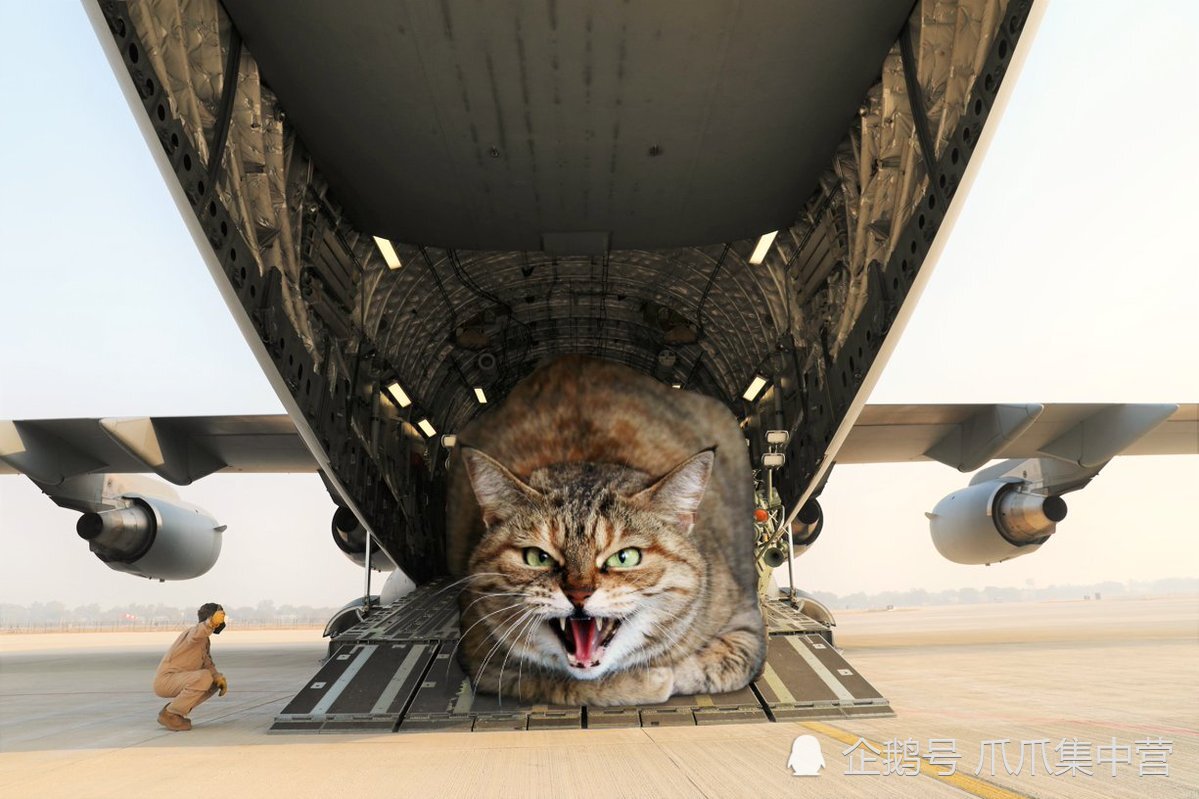 飛機(jī)貓咪托運(yùn)多少錢_飛機(jī)托運(yùn)寵物貓咪多少錢一只_貓咪飛機(jī)托運(yùn)多少錢