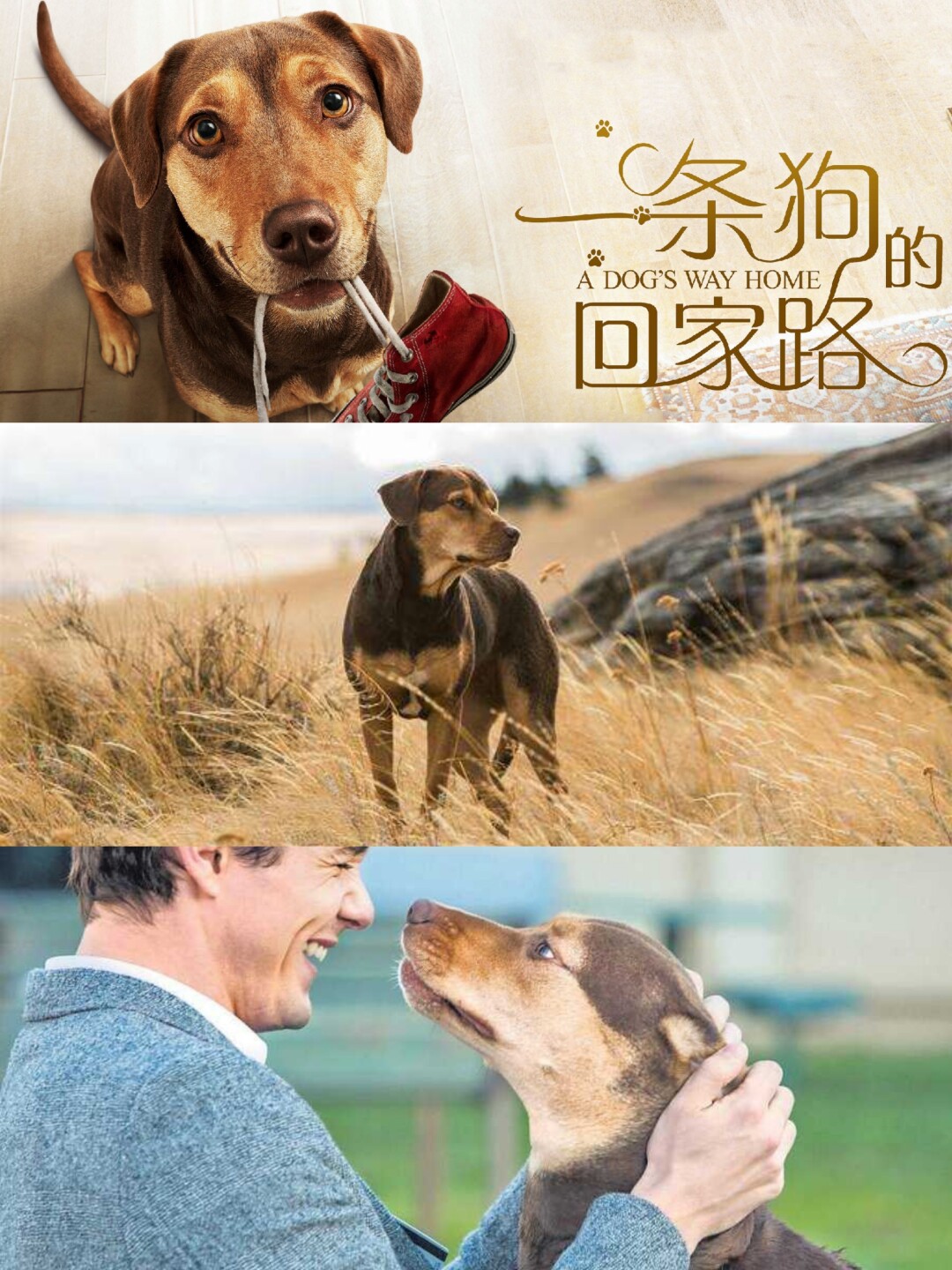 南極冒險(xiǎn)企鵝游戲_南極大冒險(xiǎn)八只狗品種_氮?dú)獬四蠘O冒險(xiǎn)