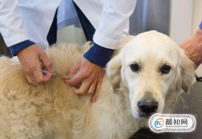 狂犬癥的狗有什么癥狀_狂犬病 病狗_狂犬驚魂里的狗