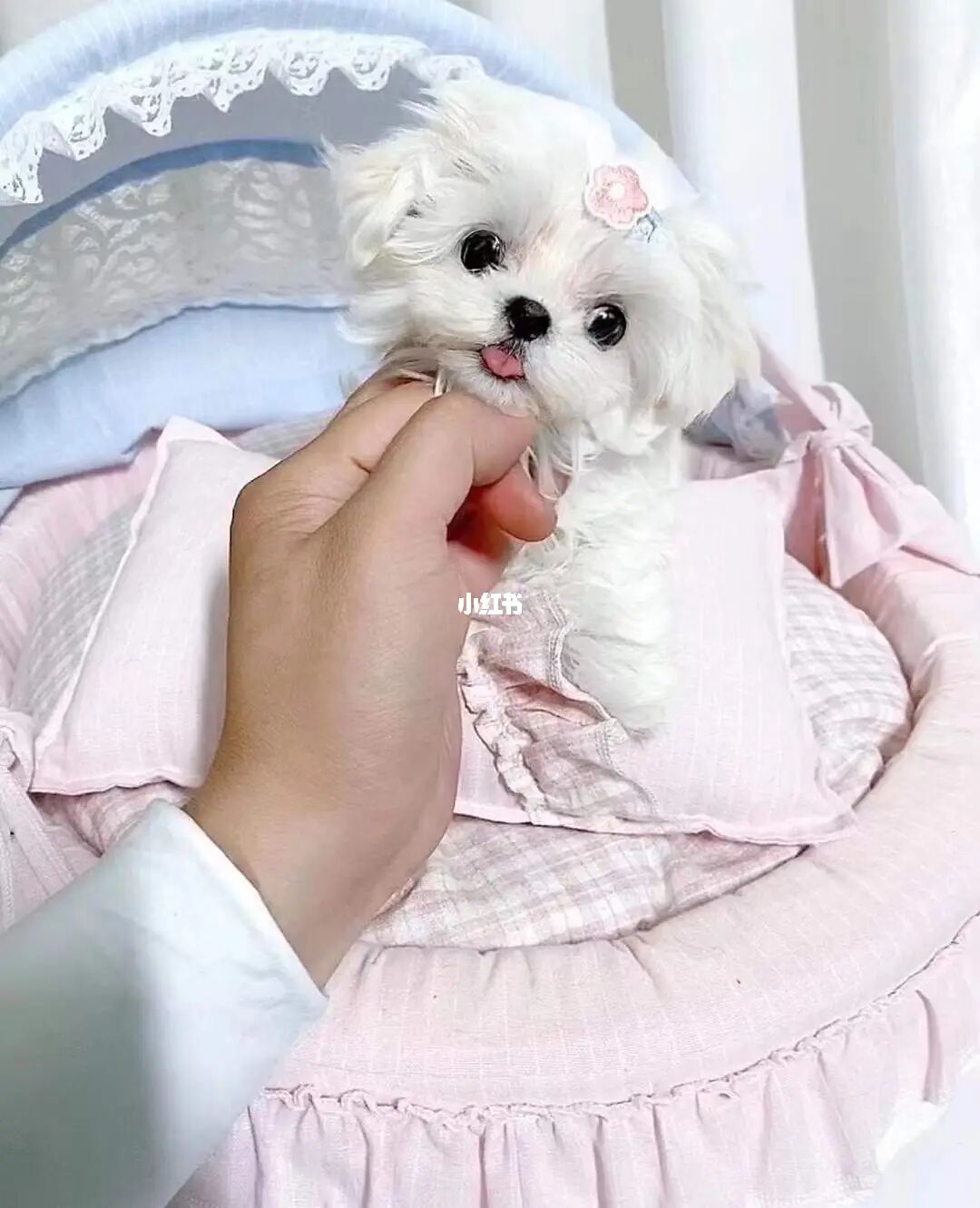 家中有小孩養(yǎng)寵物需要注意啥_家有小孩養(yǎng)狗注意事項_有寶寶養(yǎng)狗狗需要注意哪些
