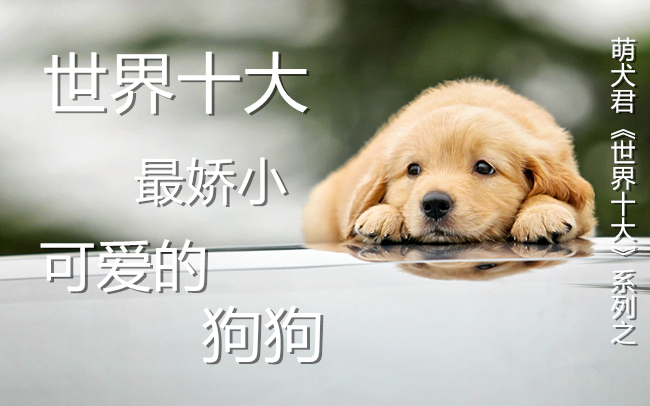 世界十大嬌小可愛的狗狗，第一名你是至尊寶轉(zhuǎn)世嗎？