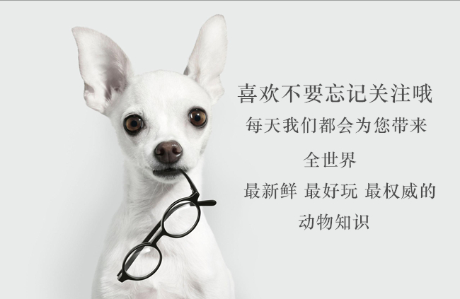 世界十大嬌小可愛的狗狗，第一名你是至尊寶轉(zhuǎn)世嗎？
