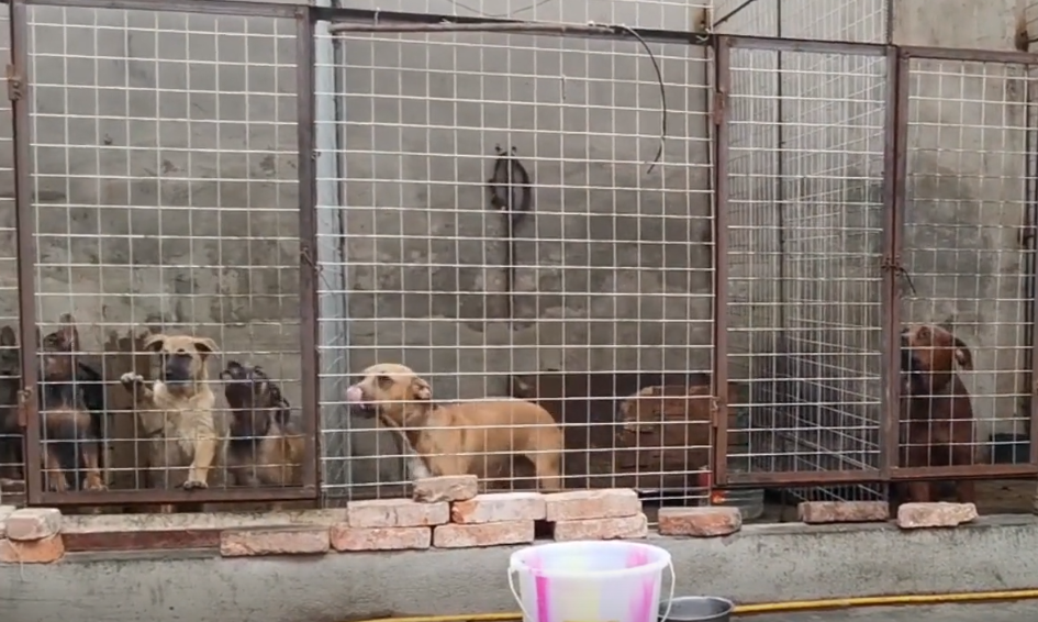 陜西：小伙愛養(yǎng)狗，14條猛犬串串見他就安靜，小伙：不賣！養(yǎng)著玩