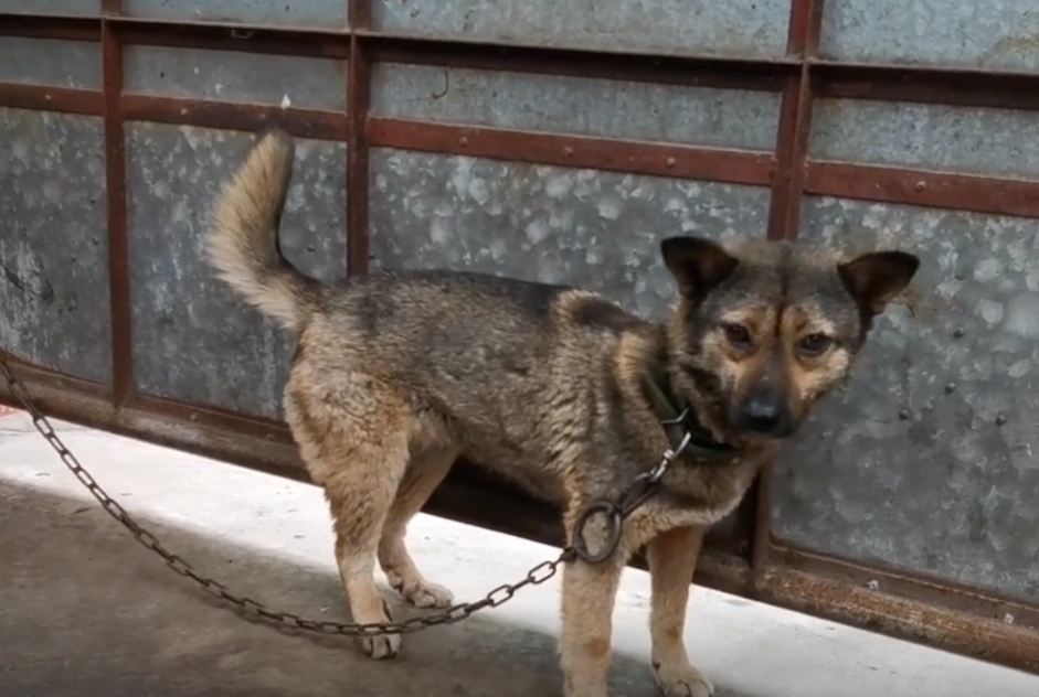 陜西：小伙愛養(yǎng)狗，14條猛犬串串見他就安靜，小伙：不賣！養(yǎng)著玩