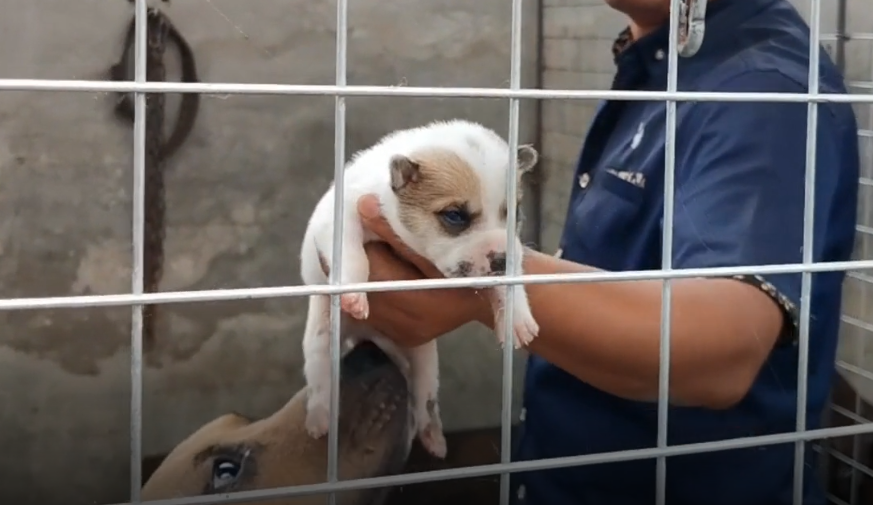 陜西：小伙愛養(yǎng)狗，14條猛犬串串見他就安靜，小伙：不賣！養(yǎng)著玩