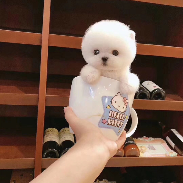 成都寵物店病狗_西樵論壇賣病狗_黑寵物店賣病狗
