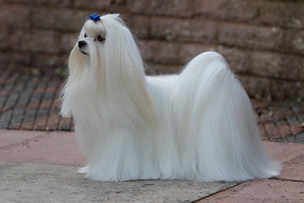 尋根問祖系列（103）：馬爾濟斯犬 （Maltese）