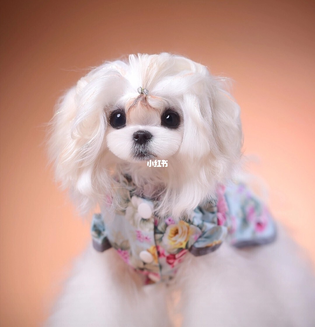 忠犬八公的故事是什么品種狗_希臘傳奇 花斑狗_希臘狗品種