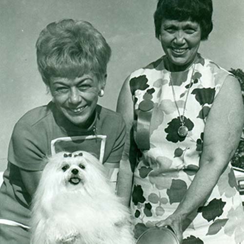 尋根問祖系列（103）：馬爾濟斯犬 （Maltese）