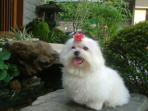 忠犬八公的故事是什么品種狗_希臘傳奇 花斑狗_希臘狗品種