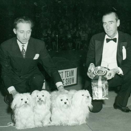 尋根問祖系列（103）：馬爾濟斯犬 （Maltese）