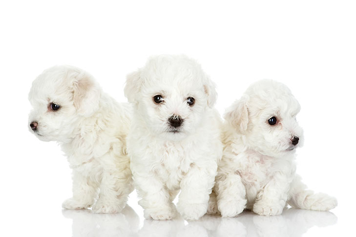 尋根問祖系列（103）：馬爾濟斯犬 （Maltese）
