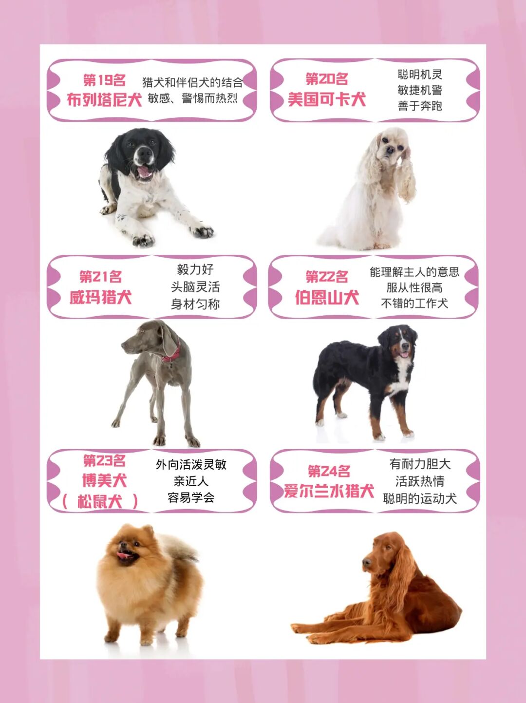 小短腿狗狗的品種_短腿狗狗品種和圖片_小短腿狗是什么品種