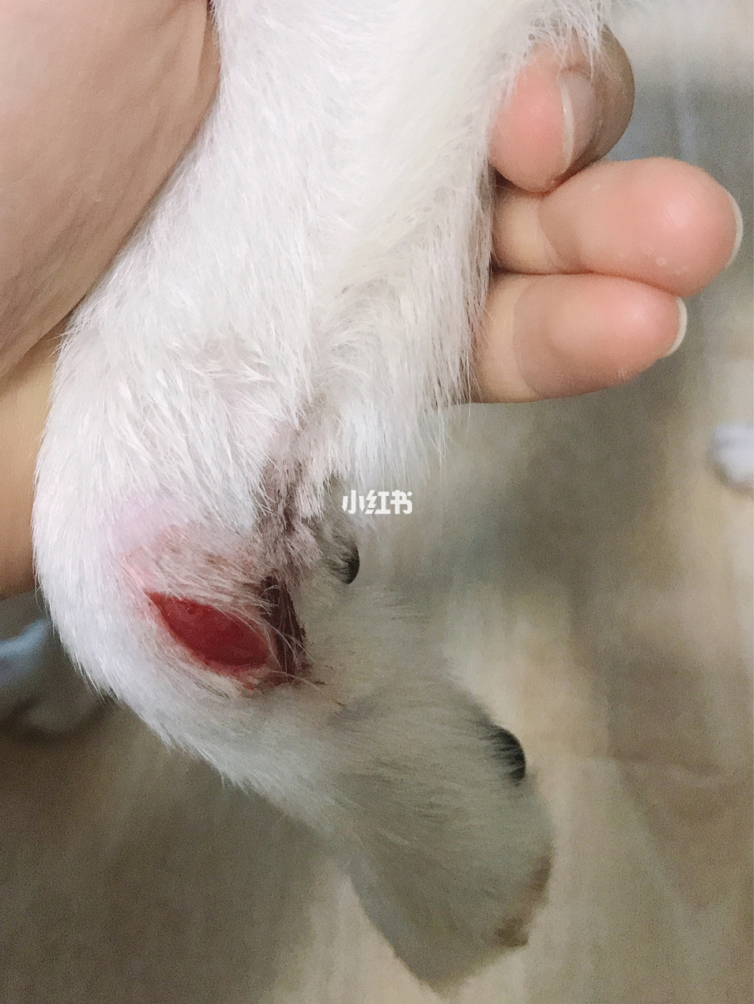 女兵蹲姿訓(xùn)練_如何訓(xùn)練狗狗使用狗狗廁所【圖】_訓(xùn)練狗狗蹲
