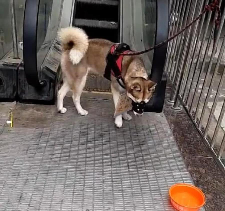 丑檸檬是什么品種_什么叫丑妻家中寶_最丑的狗品種叫什么