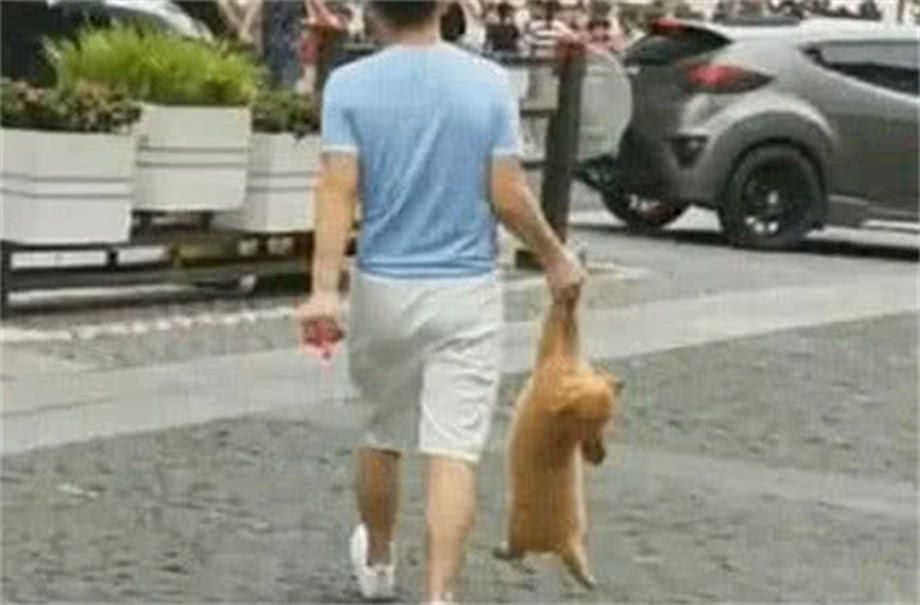 最丑的狗品種叫什么_什么叫丑妻家中寶_丑檸檬是什么品種