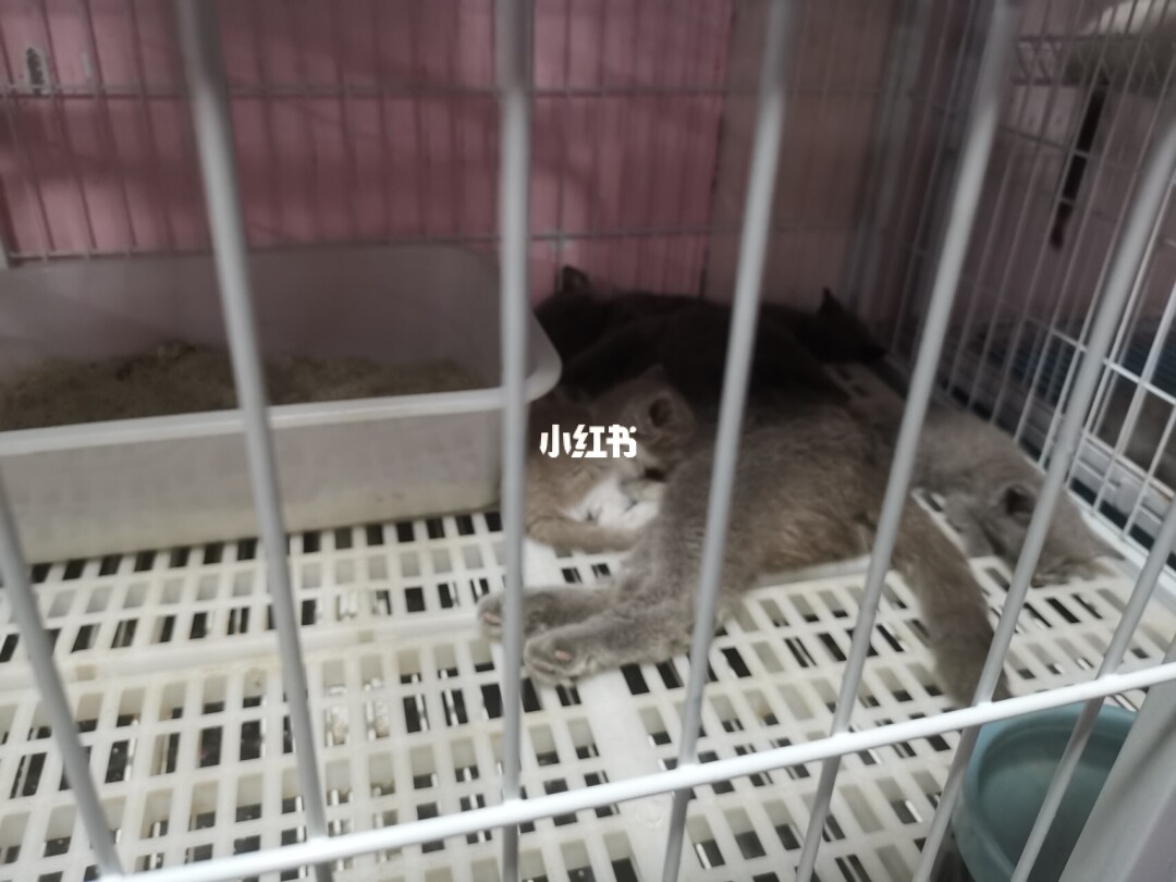 廈門寵物店賣病狗_在寵物店買到病狗怎么維權(quán)_蘇州寵物店里的狗有保障嗎?會不會買到病狗?