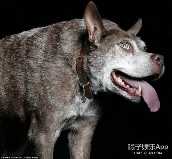 萌狗見多了，可你見過世界上最“丑”的狗狗么？