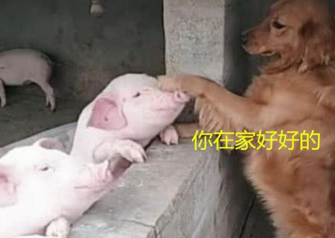 養(yǎng)哪幾種狗好養(yǎng)能賺錢_我想養(yǎng)狗養(yǎng)什么狗賺錢_養(yǎng)狗賺錢嗎