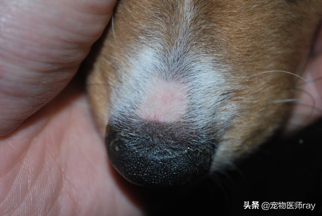 狗狗皮膚病，找到癥狀在下藥很重要
