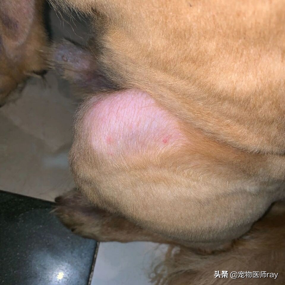狗狗皮膚病，找到癥狀在下藥很重要