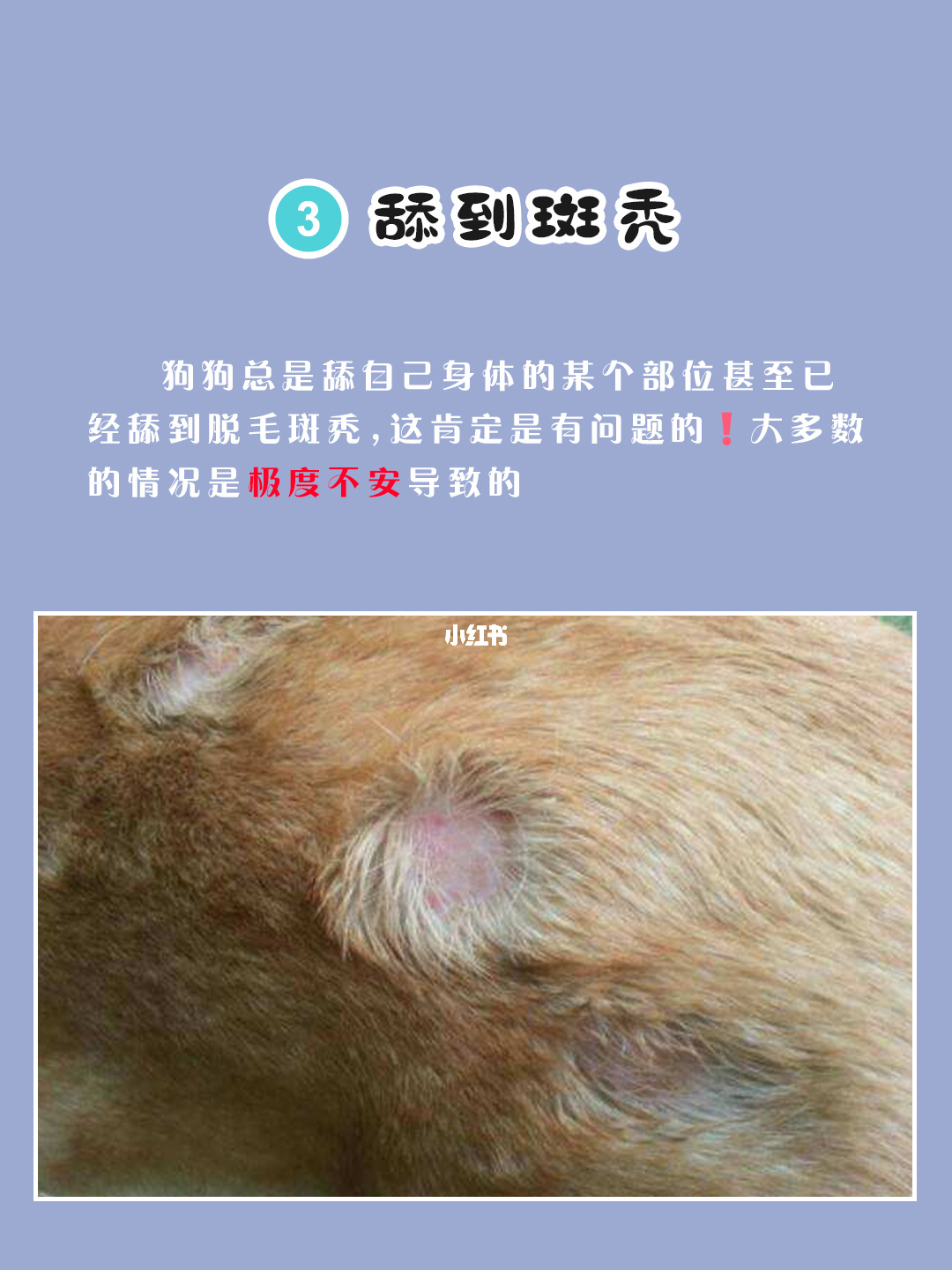 寵物店賣病狗怎么辦_廈門寵物店賣病狗_寵物店病狗特征