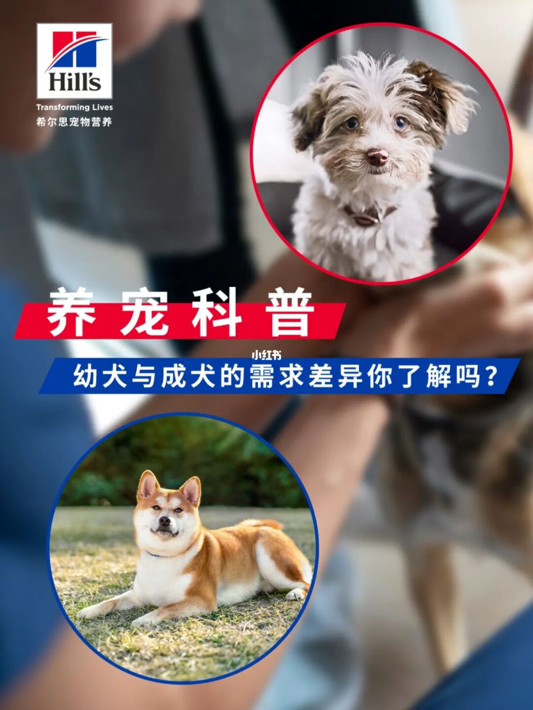 怎樣科學(xué)圈養(yǎng)草狗_科學(xué)養(yǎng)狗新技術(shù)_科學(xué)養(yǎng)雞技術(shù)