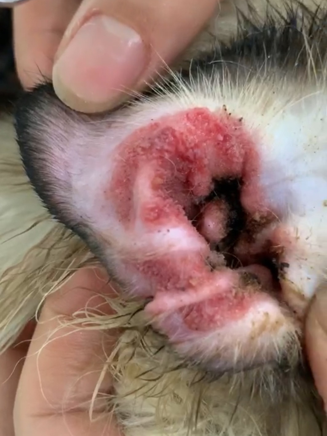 被狂犬狗咬了怎么辦_蜀得其龍吳得其虎魏得其狗_養(yǎng)狗容易得狂犬病嗎