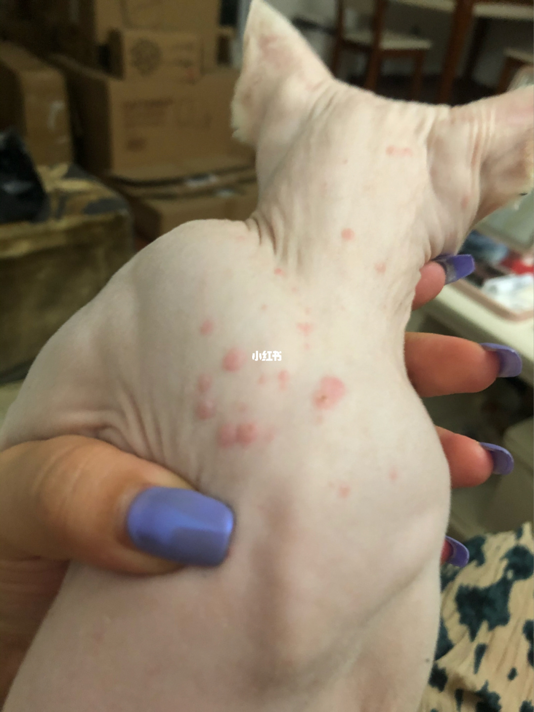 被狂犬狗咬了怎么辦_蜀得其龍吳得其虎魏得其狗_養(yǎng)狗容易得狂犬病嗎