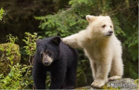 熊/阿拉斯加的棕熊_南極熊與北極熊的區(qū)別_北極熊和棕熊